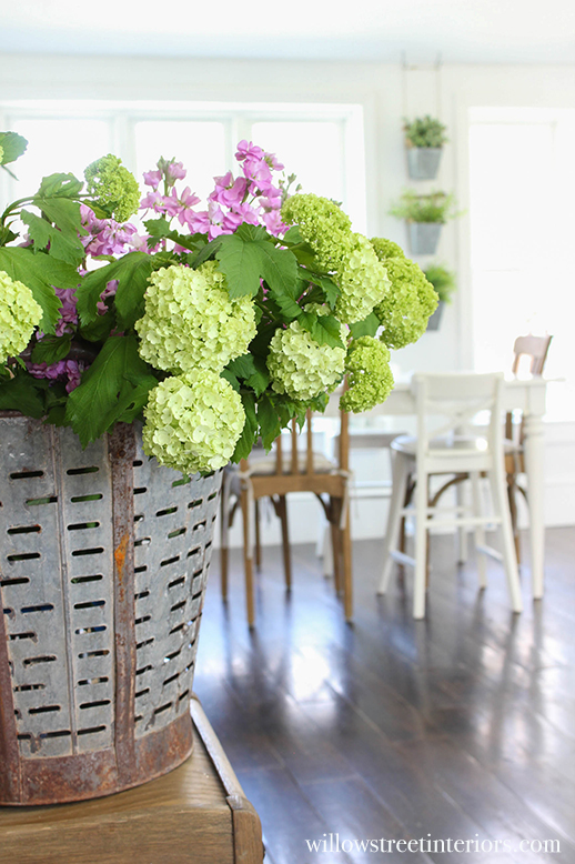 olive bucket hydrangeas